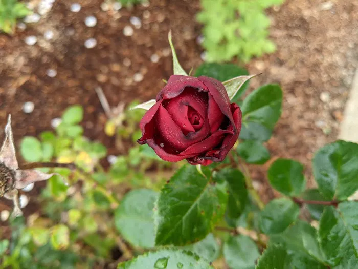 Tillamook Coast RV Park Picture 6