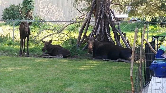 Tenino RV Park Picture 8