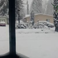 Whispering Woods ico