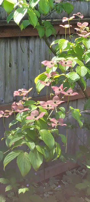 Collective Communities Tanglewood MHC Picture 1