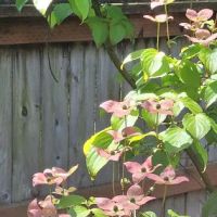 Collective Communities Tanglewood MHC ico