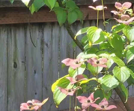 Collective Communities Tanglewood MHC