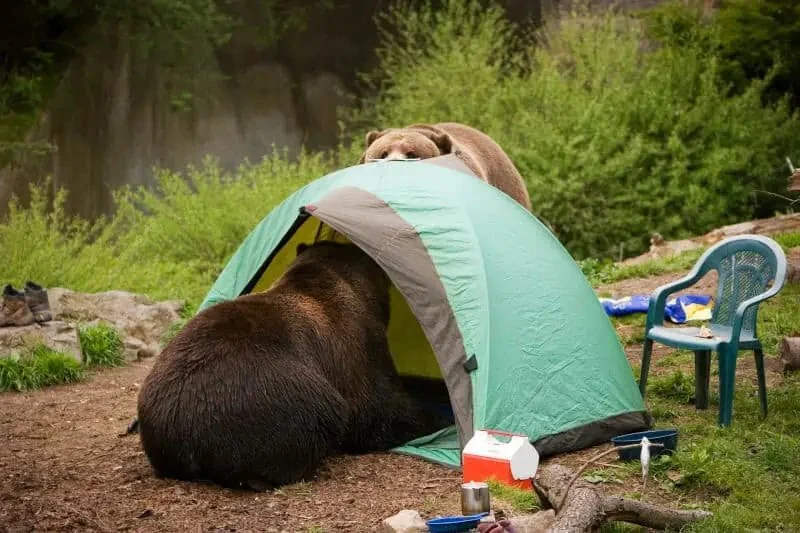 How to Stay Safe While Camping in Bear Country