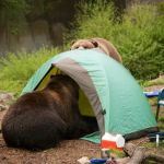 How to Stay Safe While Camping in Bear Country