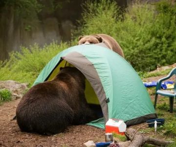 How to Stay Safe While Camping in Bear Country