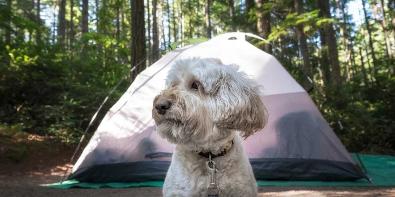 Top 5 Pet-Friendly Campsites Across the U.S.: Perfect Spots for Your Furry Friend