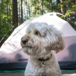 Top 5 Pet-Friendly Campsites Across the U.S.: Perfect Spots for Your Furry Friend