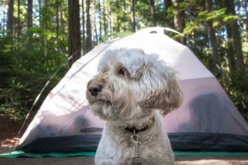 Top 5 Pet-Friendly Campsites Across the U.S.: Perfect Spots for Your Furry Friend