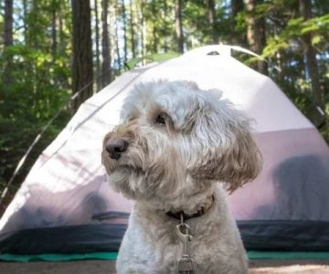 Top 5 Pet-Friendly Campsites Across the U.S.: Perfect Spots for Your Furry Friend