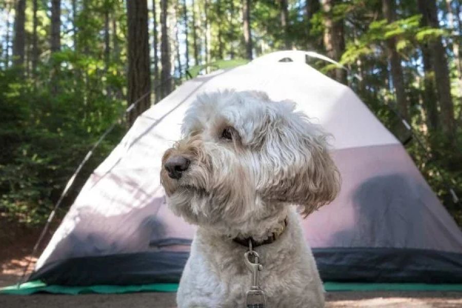 Top 5 Pet-Friendly Campsites Across the U.S.: Perfect Spots for Your Furry Friend