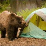 How to Keep Your Campsite Safe from Wildlife: Essential Tips for a Secure Adventure