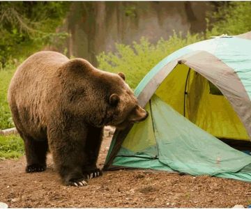 How to Keep Your Campsite Safe from Wildlife: Essential Tips for a Secure Adventure