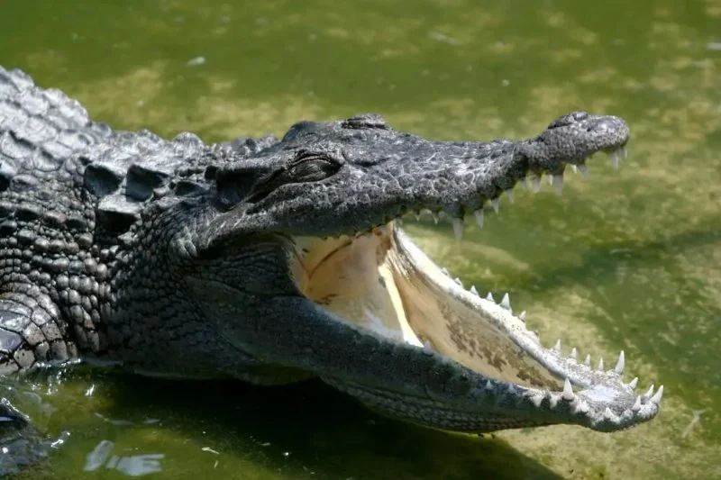 How to Stay Safe While Camping in Alligator Country: Essential Tips and Precautions