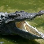 How to Stay Safe While Camping in Alligator Country: Essential Tips and Precautions