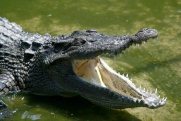 How to Stay Safe While Camping in Alligator Country: Essential Tips and Precautions