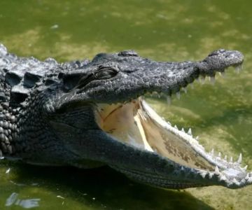 How to Stay Safe While Camping in Alligator Country: Essential Tips and Precautions