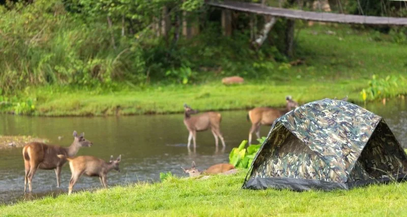 Tips for Camping Near Wildlife Reserves Safely and Comfortably