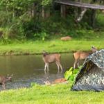 Tips for Camping Near Wildlife Reserves Safely and Comfortably