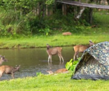 Tips for Camping Near Wildlife Reserves Safely and Comfortably