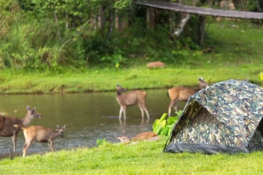 Tips for Camping Near Wildlife Reserves Safely and Comfortably