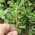 How to Identify Edible Plants While Camping | Expert Guide for Outdoor Survival