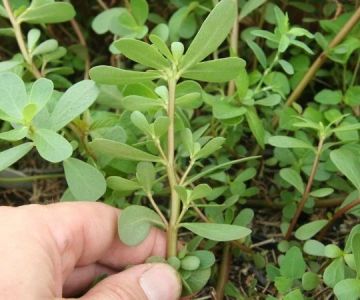 How to Identify Edible Plants While Camping | Expert Guide for Outdoor Survival