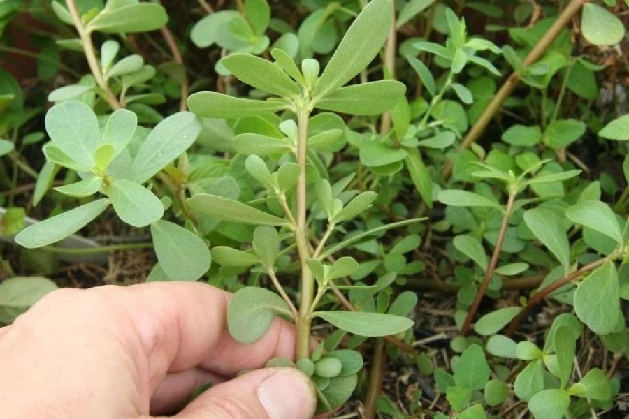 How to Identify Edible Plants While Camping | Expert Guide for Outdoor Survival