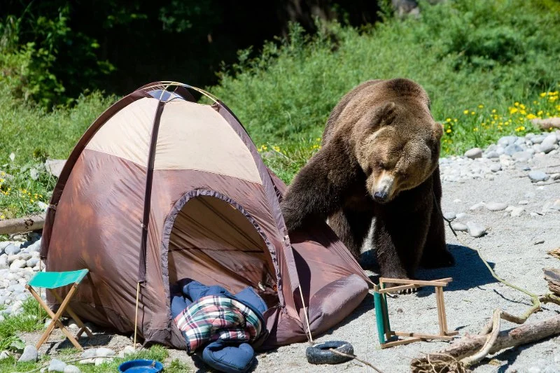 How to Keep Your Campsite Safe from Wildlife
