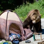 How to Keep Your Campsite Safe from Wildlife