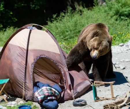 How to Keep Your Campsite Safe from Wildlife