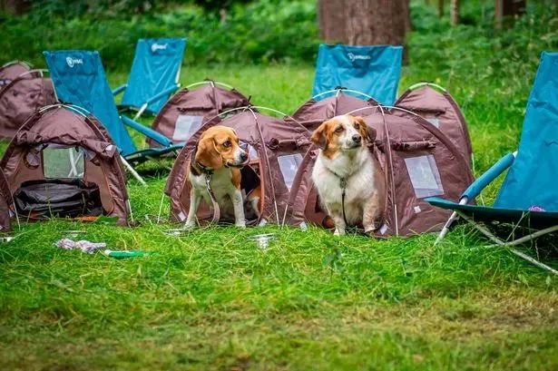 How to Choose the Right Campsite for Your Dog