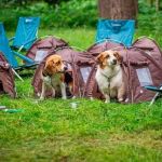 How to Choose the Right Campsite for Your Dog