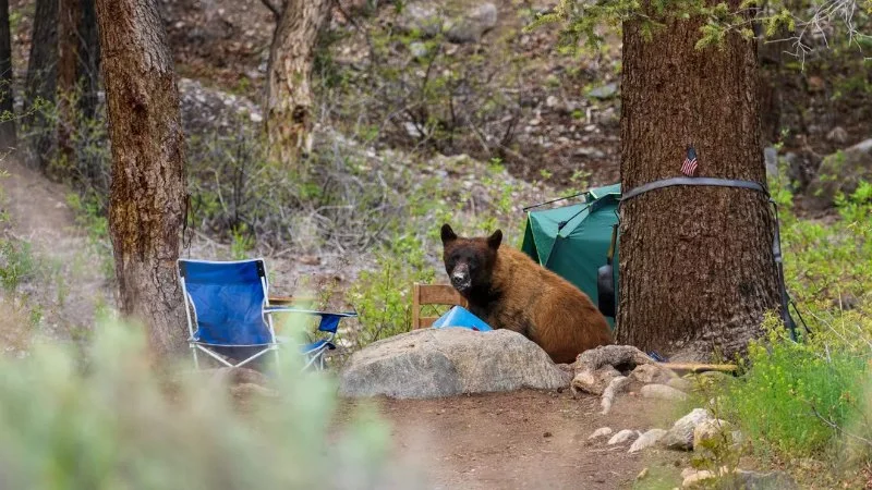 How to Keep Your Food Safe from Wildlife – Expert Tips for Campers