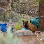 How to Keep Your Food Safe from Wildlife – Expert Tips for Campers