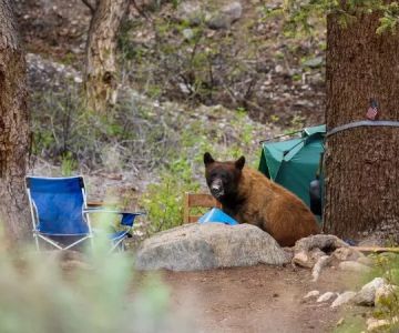 How to Keep Your Food Safe from Wildlife – Expert Tips for Campers