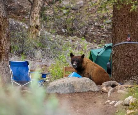 How to Keep Your Food Safe from Wildlife – Expert Tips for Campers