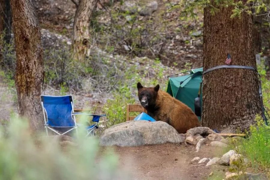 How to Keep Your Food Safe from Wildlife – Expert Tips for Campers