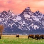 Top 5 Campsites for Wildlife Photography in the U.S. - Explore Stunning Locations