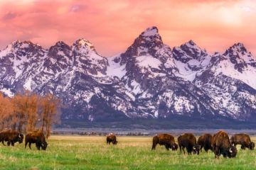 Top 5 Campsites for Wildlife Photography in the U.S. - Explore Stunning Locations