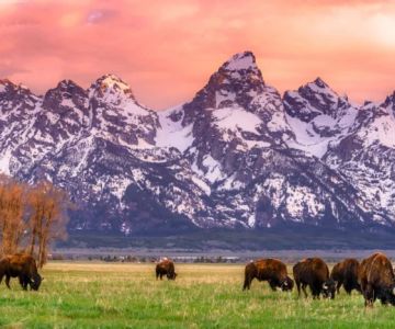 Top 5 Campsites for Wildlife Photography in the U.S. - Explore Stunning Locations