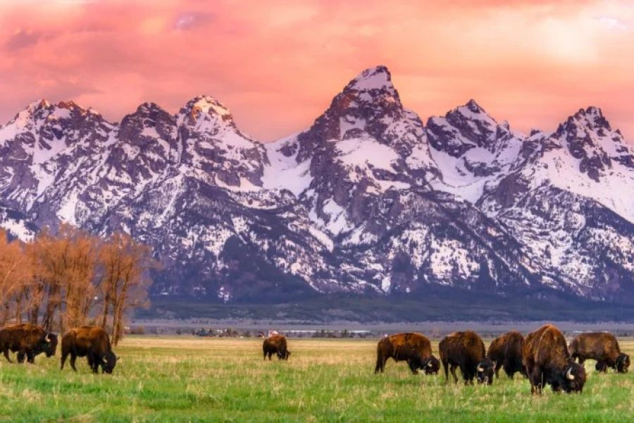 Top 5 Campsites for Wildlife Photography in the U.S. - Explore Stunning Locations