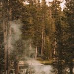 How to Safely Camp in Bear and Wildlife Areas – Essential Tips
