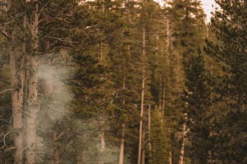 How to Safely Camp in Bear and Wildlife Areas – Essential Tips
