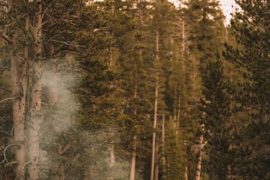 How to Safely Camp in Bear and Wildlife Areas – Essential Tips