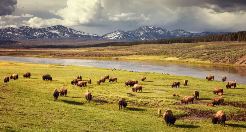 The Best Campgrounds for Seeing U.S. Wildlife Up Close