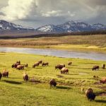 The Best Campgrounds for Seeing U.S. Wildlife Up Close