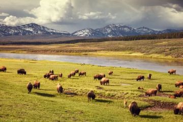 The Best Campgrounds for Seeing U.S. Wildlife Up Close