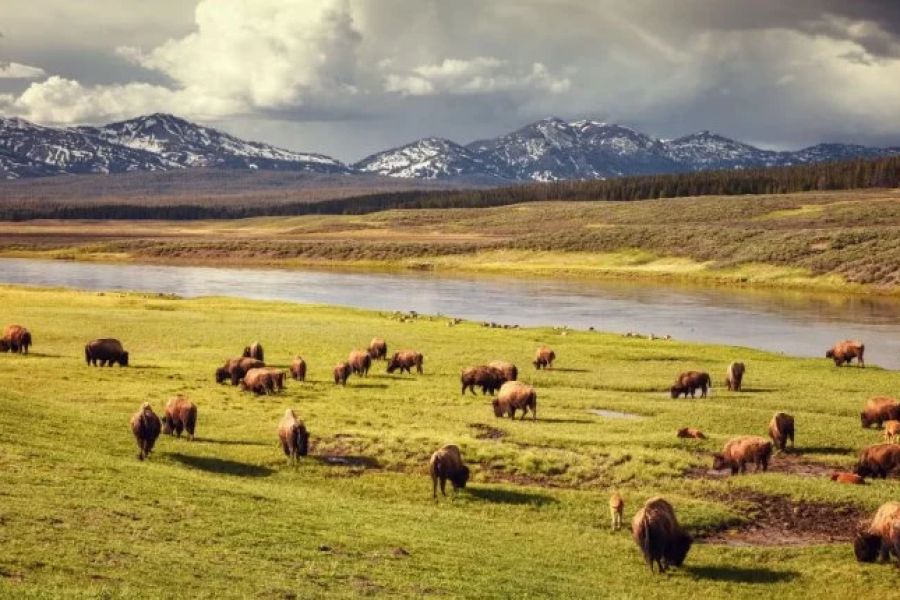 The Best Campgrounds for Seeing U.S. Wildlife Up Close