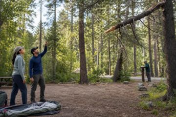 Campsite Tree Hazards: Look Up Before You Set Up