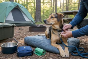 Camping With a Dog: A Practical Campsite Checklist